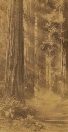 Item #CL191-174 [Redwoods At Muir Woods, San Francisco]. Willard Worden, American