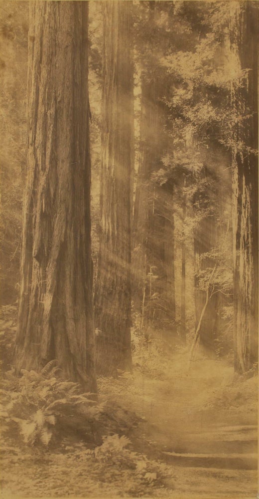 Item #CL191-174 [Redwoods At Muir Woods, San Francisco]. Willard Worden, American.