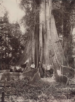 Item #CL191-27 Giant Fig Tree, 140 Ft In Circumference. Charles Kerry, Australian