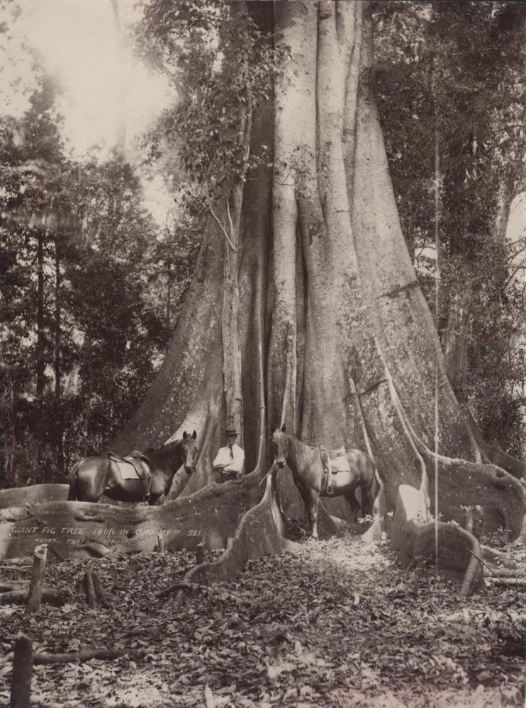 Item #CL191-27 Giant Fig Tree, 140 Ft In Circumference. Charles Kerry, Australian.