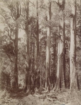Item #CL191-35 Group Of Giant Gums At Top Of Dividing Range, Near The Hermitage....