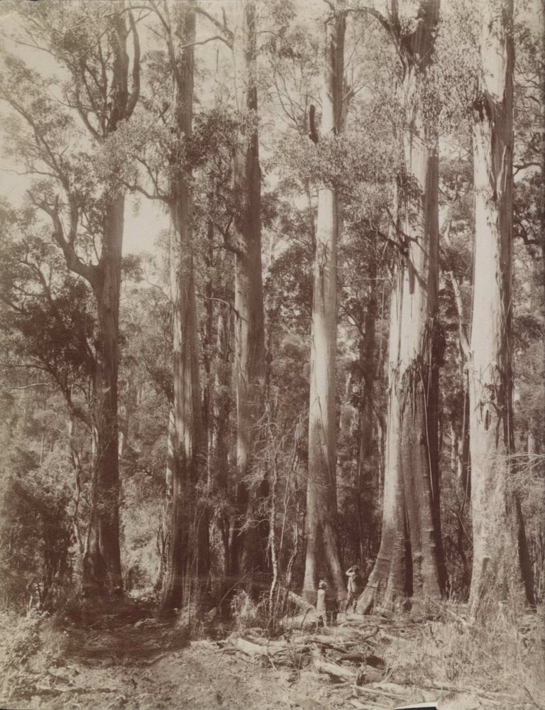 Item #CL191-35 Group Of Giant Gums At Top Of Dividing Range, Near The Hermitage. Attrib. Nicholas Caire, Australian.