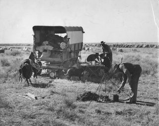[Cattle And Sheep Droving, Australia]