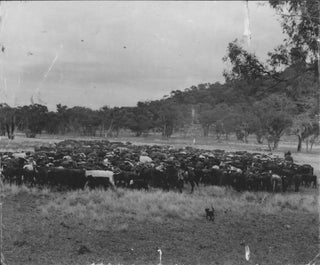 [Cattle And Sheep Droving, Australia]