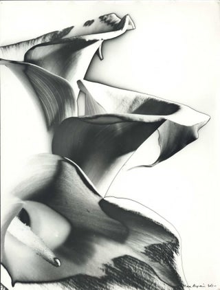 Item #CL191-81 [Solarised Arum Lilies]. Max Dupain, Aust