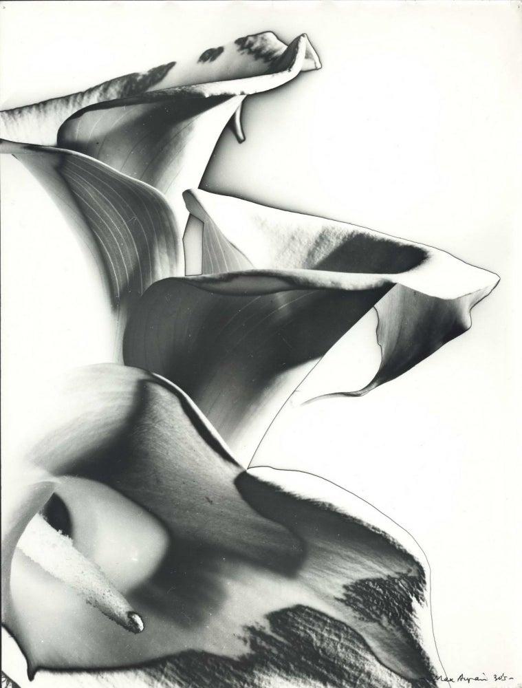 Item #CL191-81 [Solarised Arum Lilies]. Max Dupain, Aust.