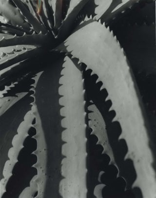 Item #CL191-86 [Aloe]. Max Dupain, Aust