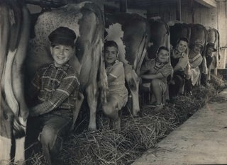 Item #CL191-90 Row of Cows’ Rumps, With Fat-Cheeked Family Of Six Milking Them, In Neat...
