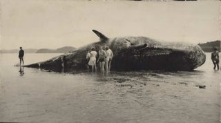 [Beached Sperm Whale, NZ]