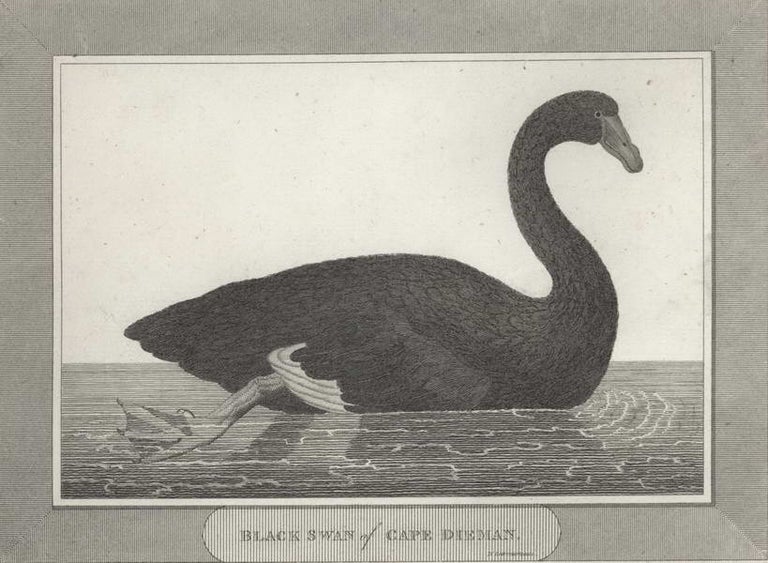 Item #CL194-4 Black Swan Of Cape Dieman