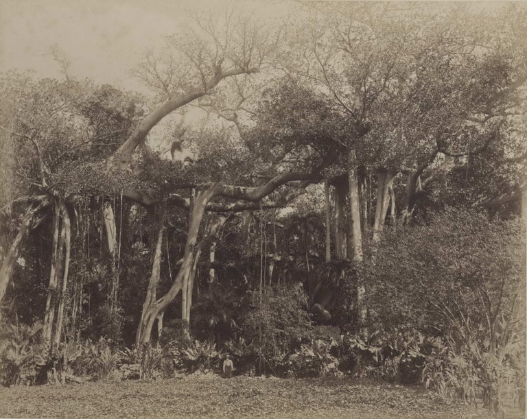 Item #CL194-56 Banyan-tree On Thompson’s Farm, Lord Howe Island. John Sharkey, c. Aust.