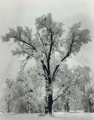 Item #CL195-31 Oaktree, Snowstorm, Yosemite National Park, California. Ansel Adams,...