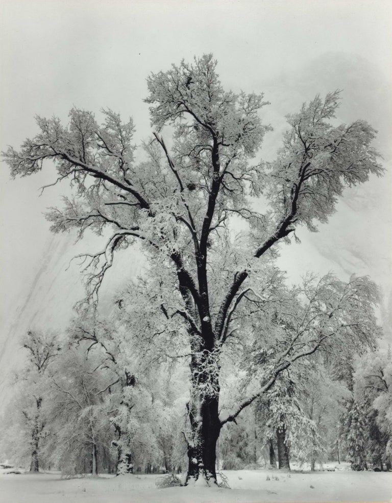 Item #CL195-31 Oaktree, Snowstorm, Yosemite National Park, California. Ansel Adams, 1902–1984 American.