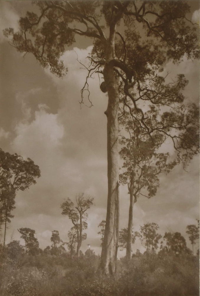 Item #CL195-49 Towering Gums. Harold Cazneaux, 1878–1953 Aust.