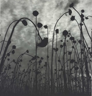 Item #CL195-58 Dead Sunflowers. Olive Cotton, 1911–2003 Australian