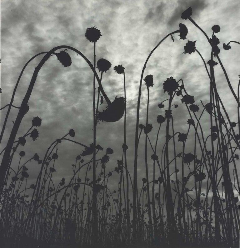 Item #CL195-58 Dead Sunflowers. Olive Cotton, 1911–2003 Australian.