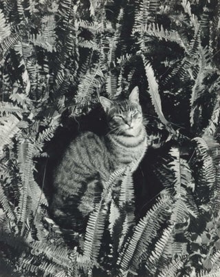 Item #CL195-63 Sydney Cat. Kerry Dundas, 1931–2010 Australian