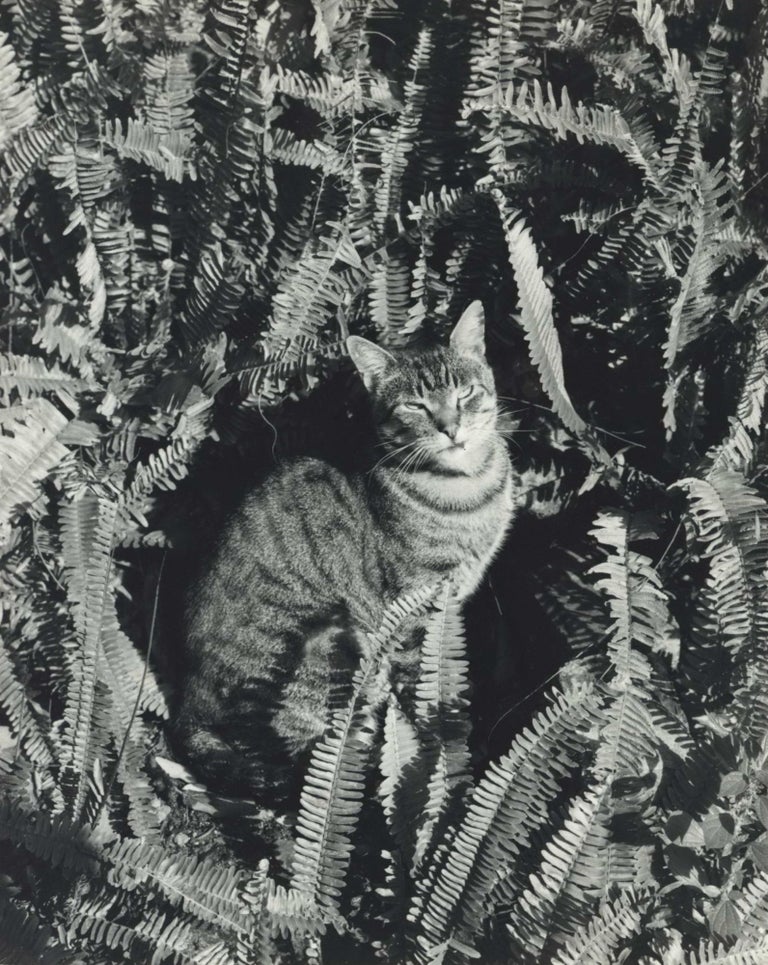 Item #CL195-63 Sydney Cat. Kerry Dundas, 1931–2010 Australian.