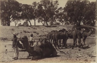 Item #CL195-7 [Afghan Camel Teams, Wilcannia, NSW