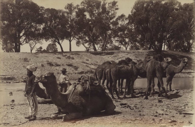 Item #CL195-7 [Afghan Camel Teams, Wilcannia, NSW]