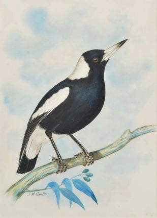 Item #CL198-36 [Australian Magpie and Laughing Kookaburra]. J M. Cantle,...