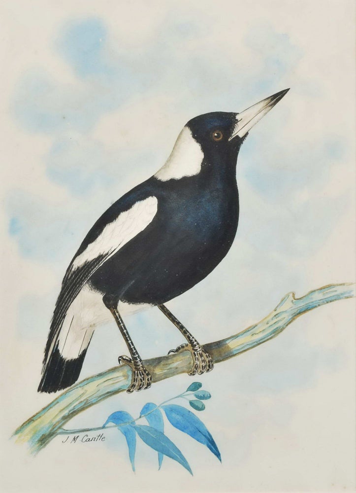 Item #CL198-36 [Australian Magpie and Laughing Kookaburra]. J M. Cantle, 1849–1919 Australian.
