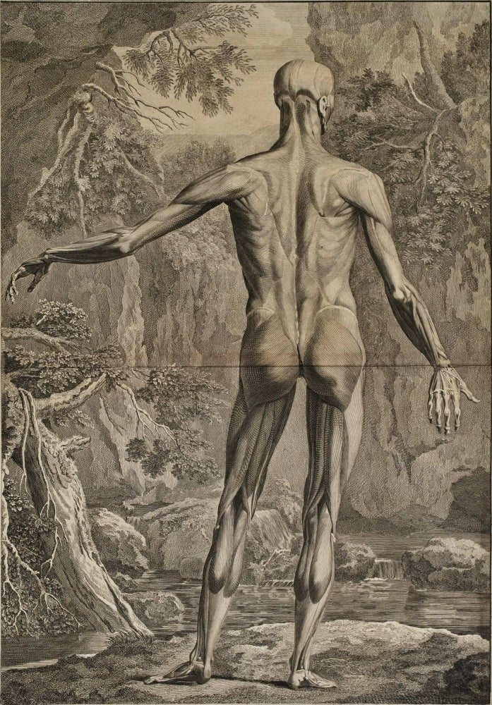 Item #CL198-4 [Anatomical Studies: Posterior Plane]. After Jan Wandelaar, 1690–1759 Dutch.