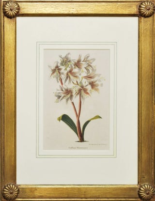 Item #CL199-27 Botanical Floral Prints