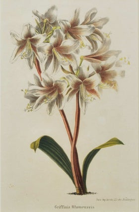 Botanical Floral Prints