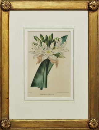 Botanical Floral Prints