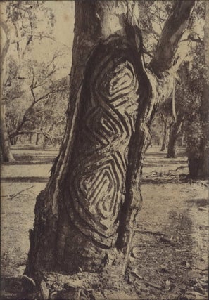 Item #CL199-50 [Dendroglyphs, Aboriginal Scar Trees