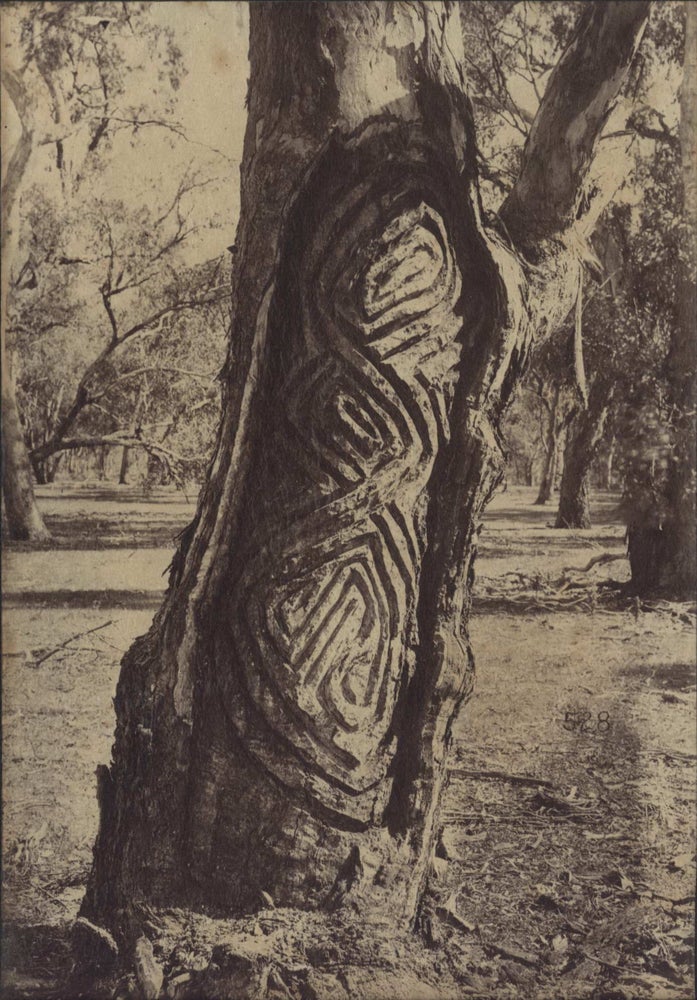 Item #CL199-50 [Dendroglyphs, Aboriginal Scar Trees]
