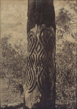[Dendroglyphs, Aboriginal Scar Trees]