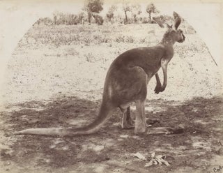 Kangaroo and Emu