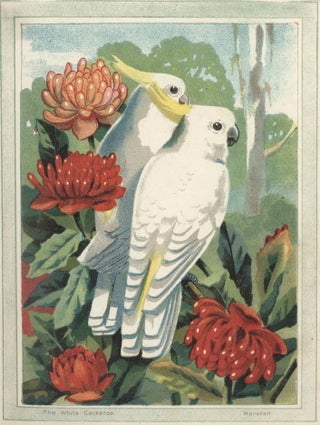 Australian Ornithology