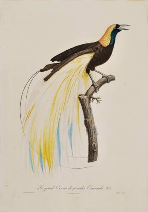 Item #CL199-9 [Birds Of Paradise And Toucans]. After Jacques Barraband,...