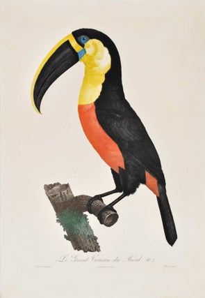 [Birds Of Paradise And Toucans]