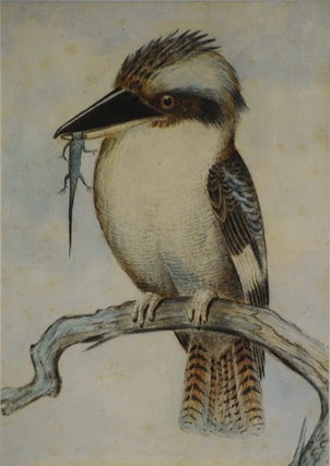 Item #CL205-13 [Kookaburra With Lizard Prey]. J M. Cantle, 1849–1919 Aust