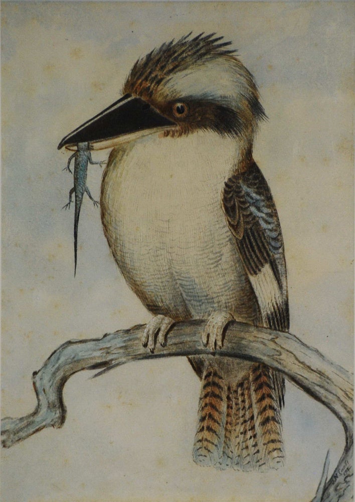Item #CL205-13 [Kookaburra With Lizard Prey]. J M. Cantle, 1849–1919 Aust.