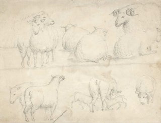 [Maori Village] and [Studies Of Sheep, New Zealand]