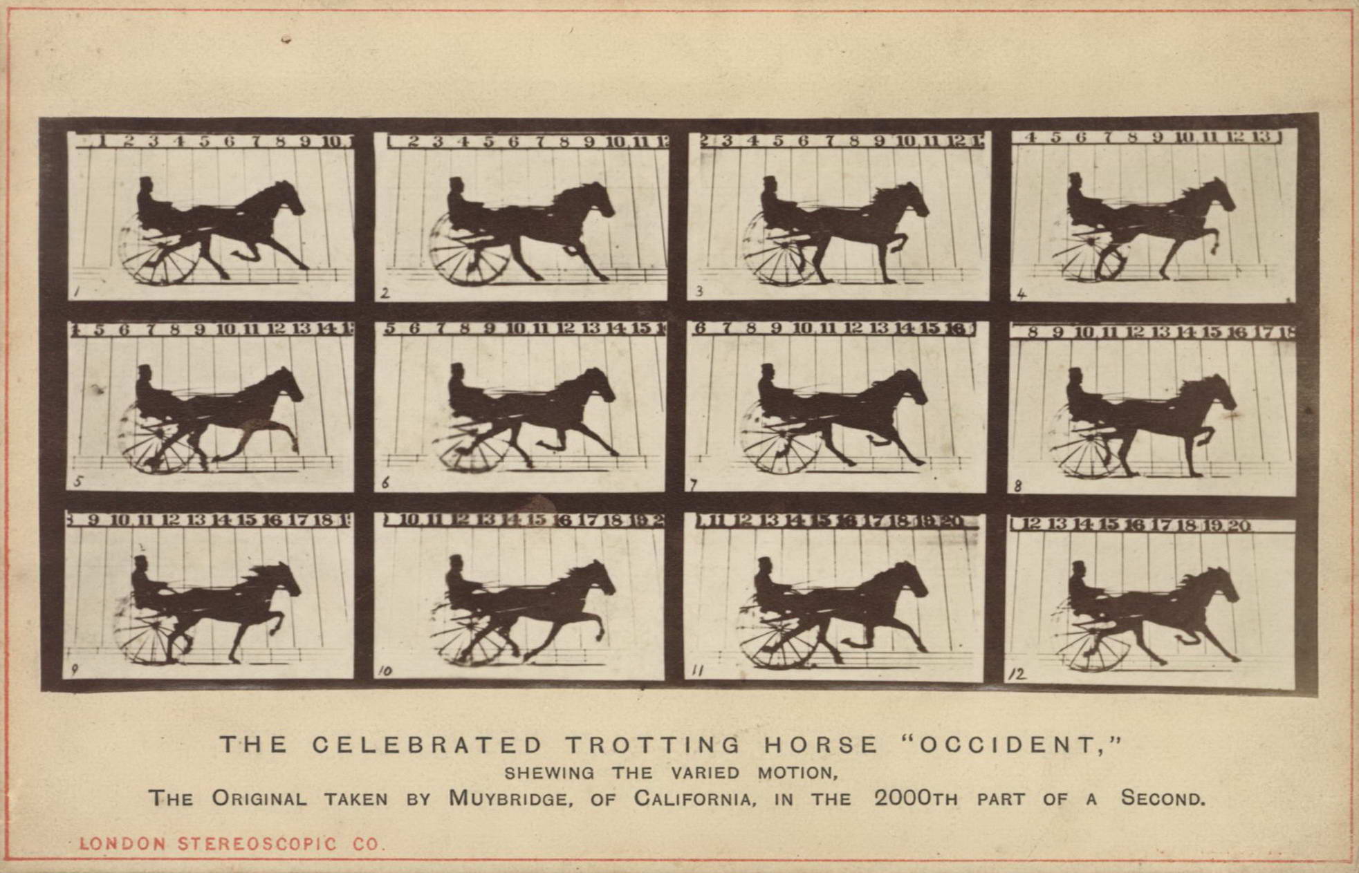 Celebrated　Eadweard　Trotting　1830–1904　“Occident”　The　Muybridge,　Horse　Brit